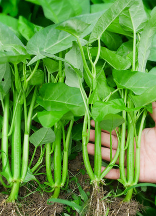 Chinese/Water Spinach Vegetable Seeds Variety Pack for Planting – Assorted Home Garden Vegetable & Herb Seeds
