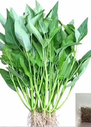 Chinese/Water Spinach Vegetable Seeds Variety Pack for Planting – Assorted Home Garden Vegetable & Herb Seeds