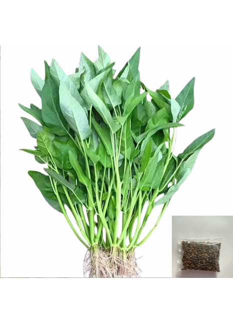 Chinese/Water Spinach Vegetable Seeds Variety Pack for Planting – Assorted Home Garden Vegetable & Herb Seeds