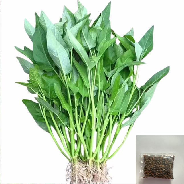 Chinese/Water Spinach Vegetable Seeds Variety Pack for Planting – Assorted Home Garden Vegetable & Herb Seeds