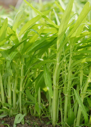 Chinese/Water Spinach Vegetable Seeds Variety Pack for Planting – Assorted Home Garden Vegetable & Herb Seeds