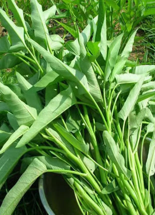 Chinese/Water Spinach Vegetable Seeds Variety Pack for Planting – Assorted Home Garden Vegetable & Herb Seeds
