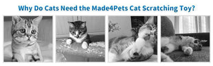 Interactive Cat Scratching Board with Ball Track Toy – Indoor Cat Activity Center with Groomer
